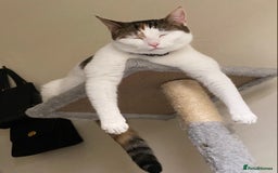 Domestic Shorthair cats for sale: Calico cat- pochita  - Image 7