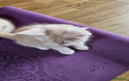 Maine Coon cats for sale: LARGE BREED Maine Coon cross  - Image 10