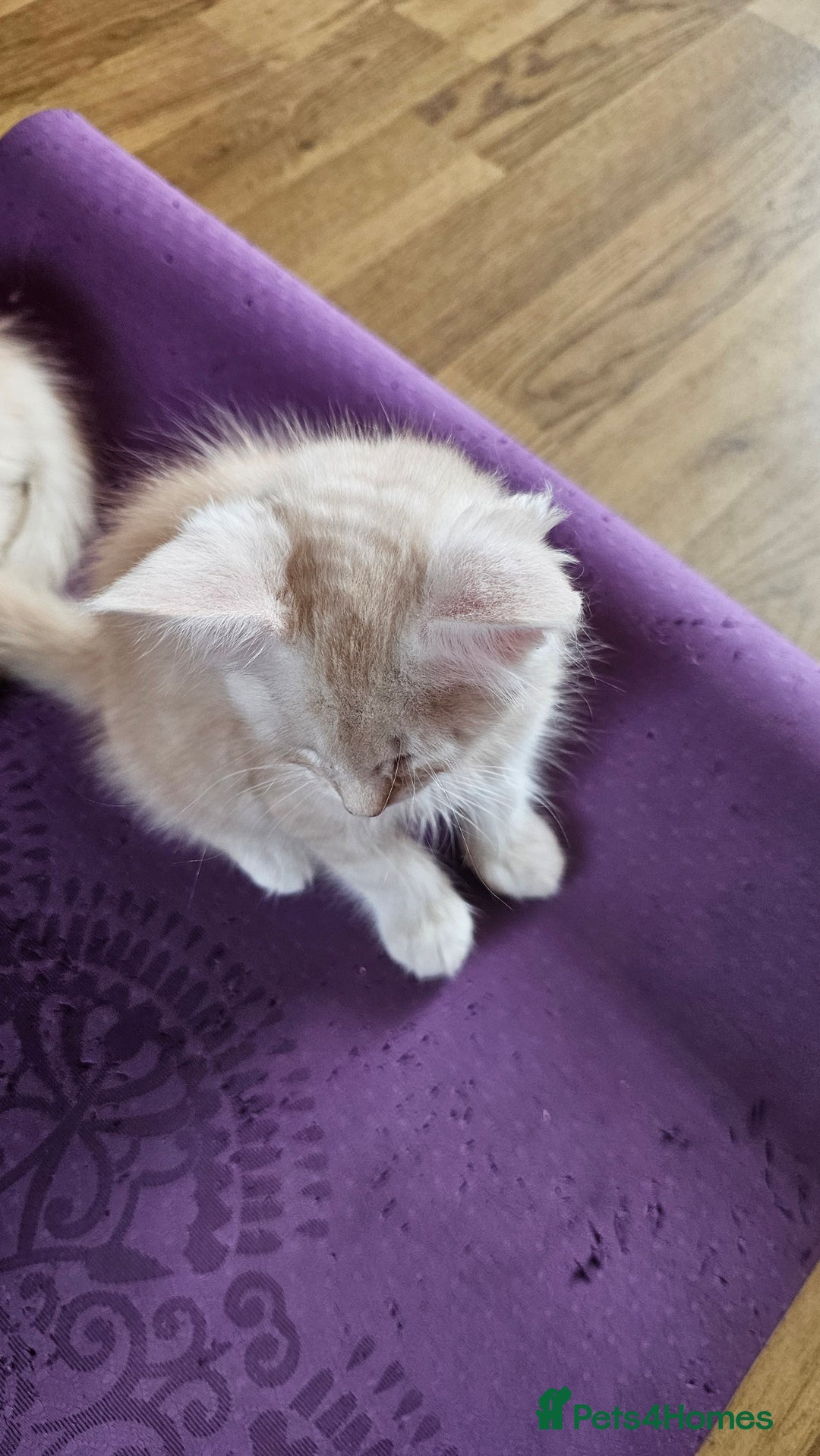 Maine Coon cats for sale: LARGE BREED Maine Coon cross  - Image 10