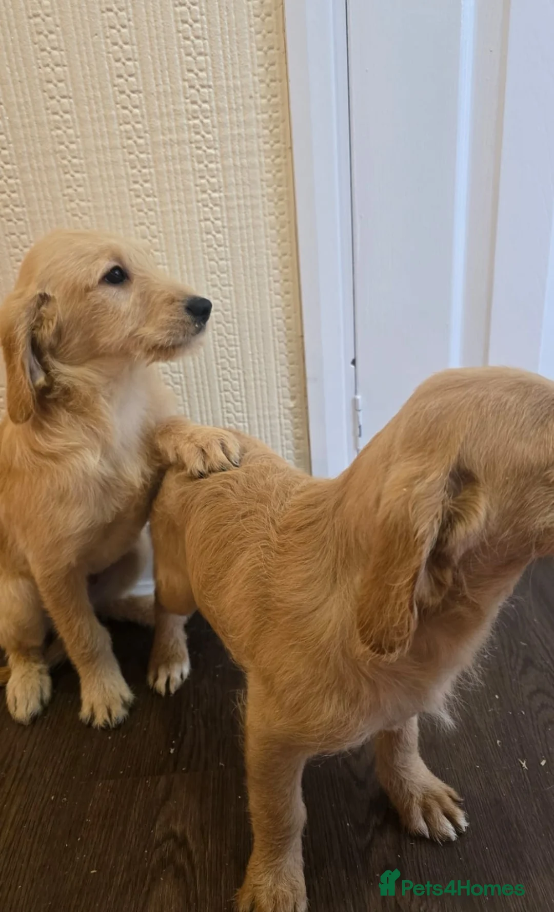 Goldendoodle dogs for sale: Goldendoodle puppys in Chichester - Advert 2