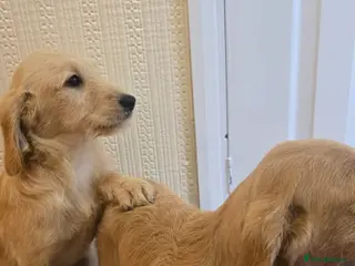 Goldendoodle dogs Goldendoodle puppys - Advert 15