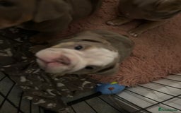 Mixed Breed dogs for sale: ✨ CHARLIE’S ANGELS – BULLDOG GIRLS ✨ - Image 6