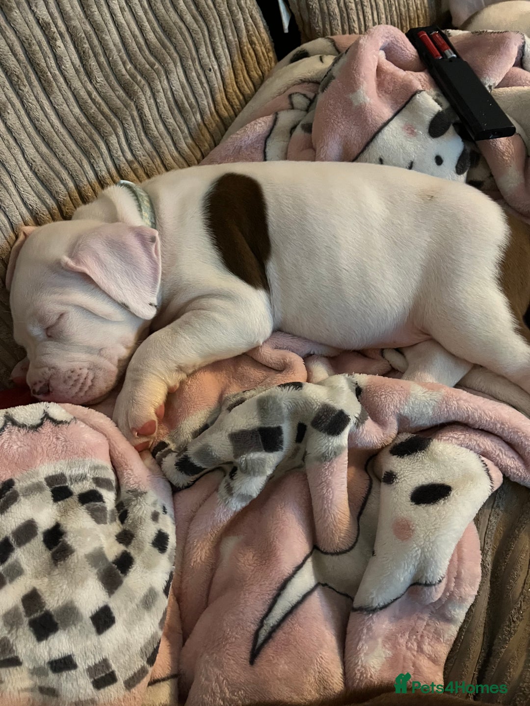 Mixed Breed dogs for sale: 2 beautiful American bully cross staffy puppies - Advert 1