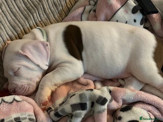 Mixed Breed dogs 2 beautiful American bully cross staffy puppies - Advert 3