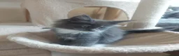 Maine Coon cats for sale: Beautifull Maine Coon kittens in Edinburgh - Advert 22