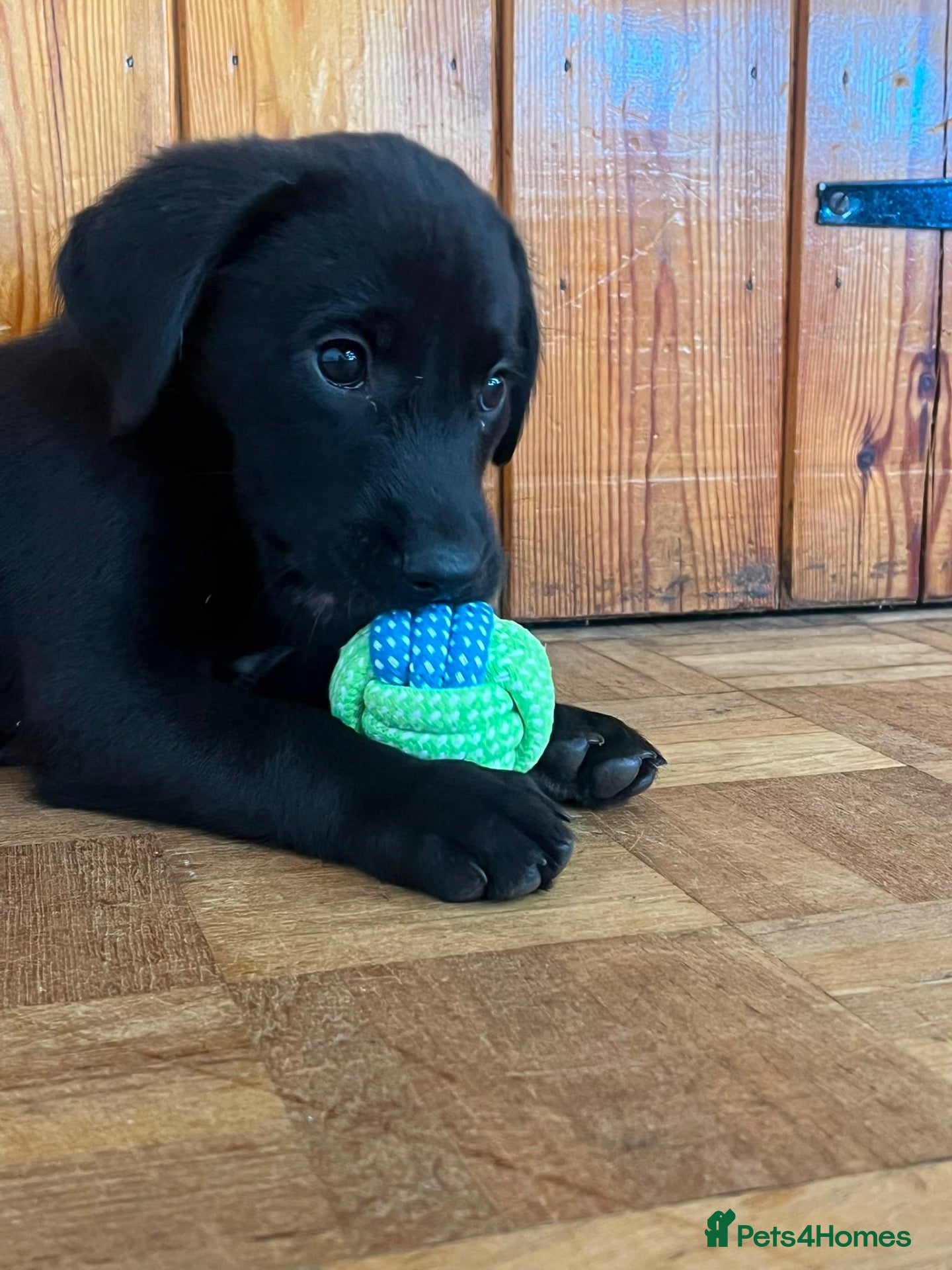 Labrador Retriever dogs KC Registered Labrador Puppies 🐾🐾🐾 - Advert 1