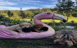 Cockapoo dogs for sale: Lovely Cockapoo puppies Available  - Image 6