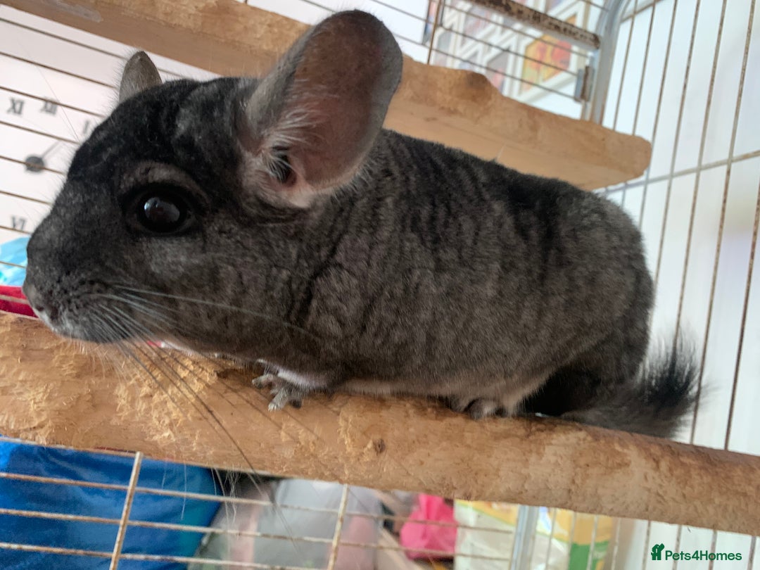 Chinchilla rodents for sale: 2 male chinchilla  - Image 4
