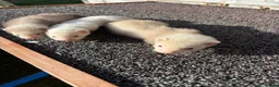 Ferret rodents for sale: Ferrets for sale  in Mansfield - Advert 9