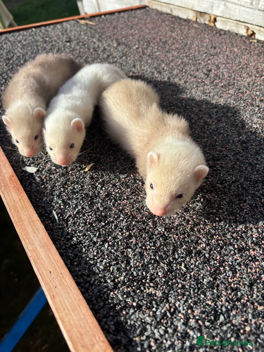 Ferret rodents for sale: Ferrets for sale  in Mansfield - Advert 9