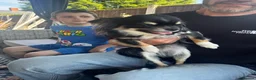 Chihuahua dogs for sale: Chihuahua  in Nottingham - Advert 2
