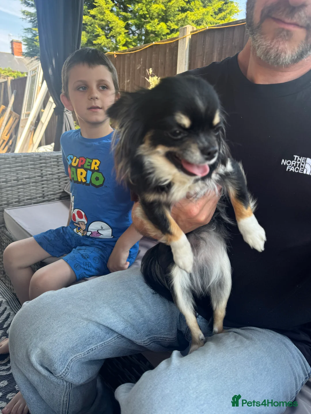 Chihuahua dogs for sale: Chihuahua  in Nottingham - Advert 2