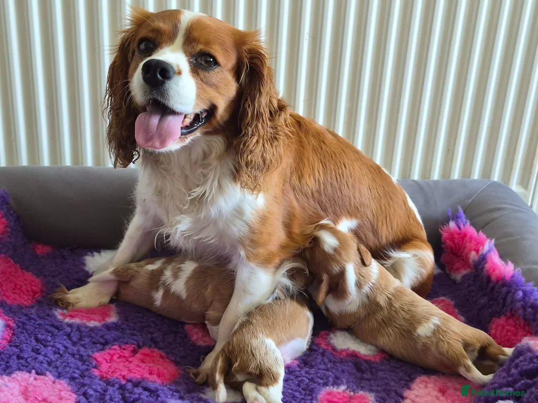 Cavalier King Charles Spaniel dogs for sale: QUALITY KC REGISTERED CAVALIERS  - Advert 1