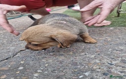 Mixed Breed dogs for sale: mixed breed 4 boys and 2 girls - Image 10