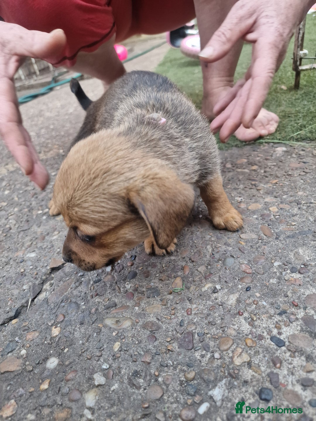 Mixed Breed dogs for sale: mixed breed 4 boys and 2 girls - Image 10