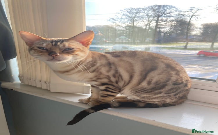 Bengal cats - Advert 10