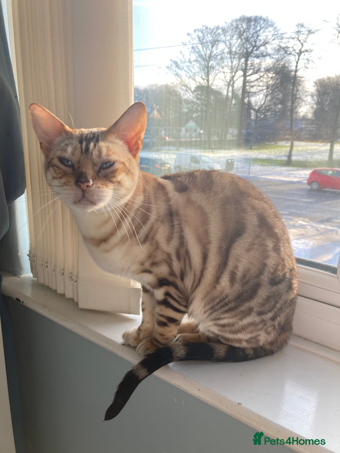 Bengal cats for sale: 8yr old Bengal Female - Image 1