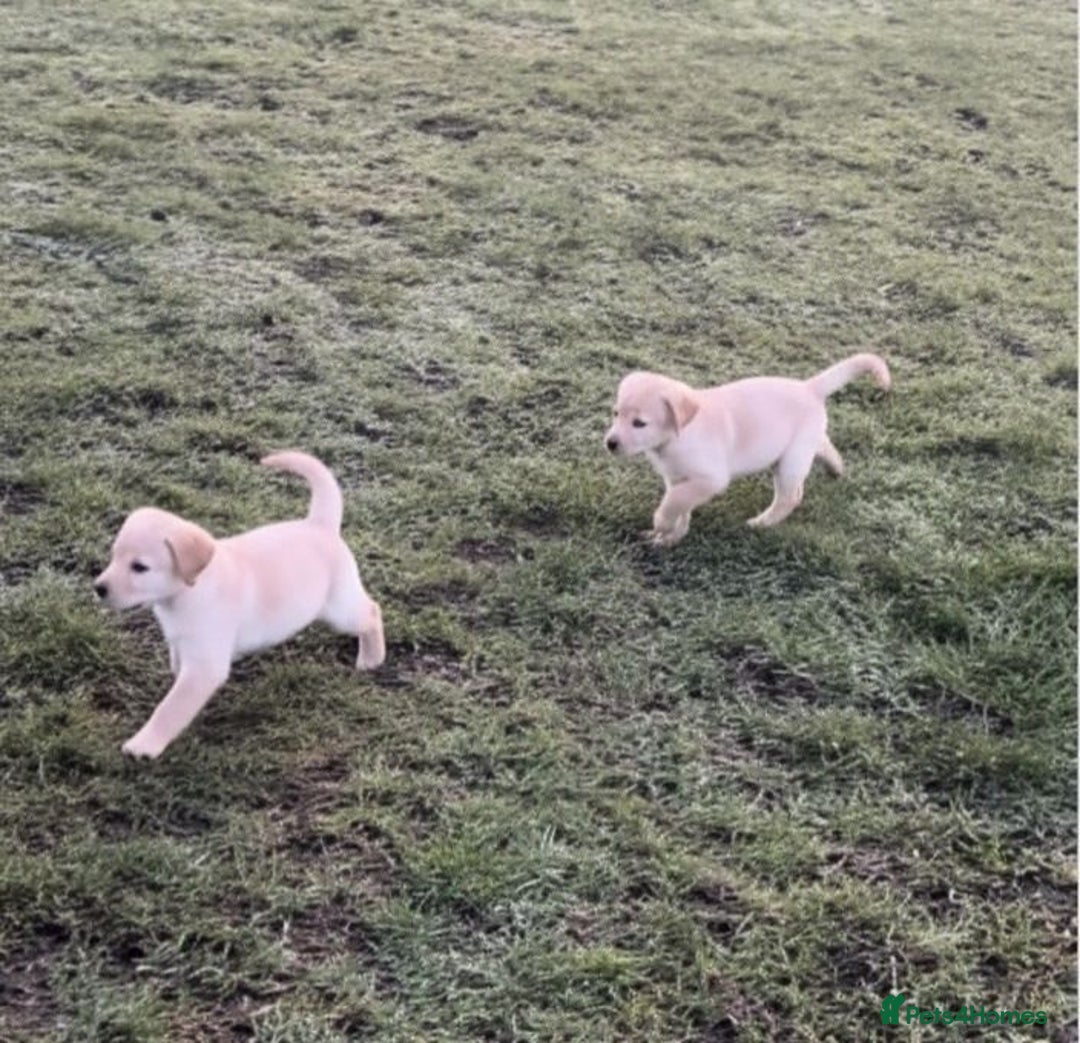 Labrador Retriever dogs for sale: Labrador puppies for sale  - Advert 4