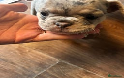 Mixed Breed dogs for sale: French bulldog/pocket bully  - Image 9