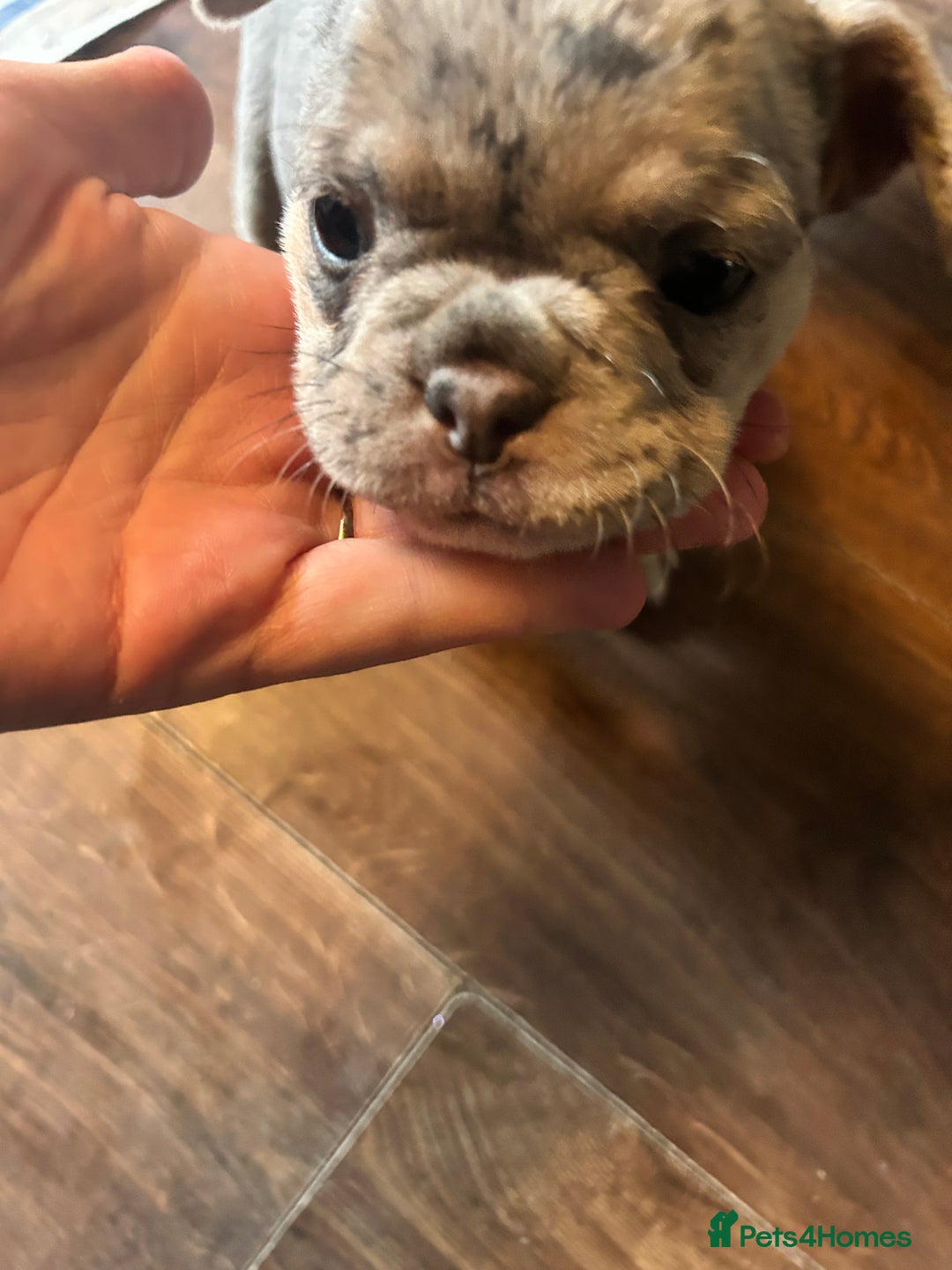 Mixed Breed dogs for sale: French bulldog/pocket bully  - Image 9