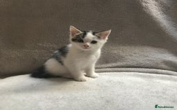 Mixed Breed cats for sale: Bring Home a Bundle of Joy Kittens Ready Oct. 2nd! - Image 31