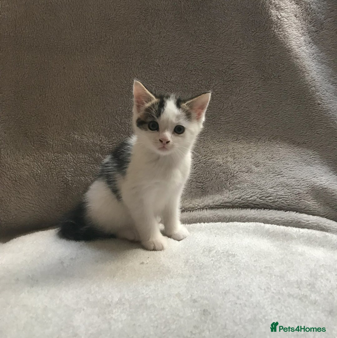 Mixed Breed cats for sale: Bring Home a Bundle of Joy Kittens Ready Oct. 2nd! - Image 31