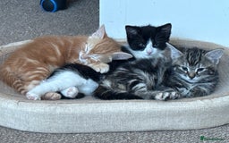 Mixed Breed cats for sale: 3 kittens looking for a warm and loving new home - Image 1