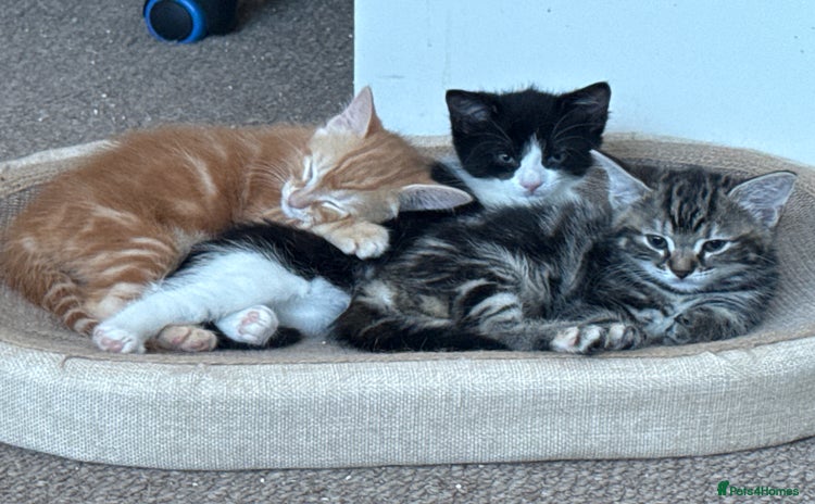 Mixed Breed cats - Advert 2