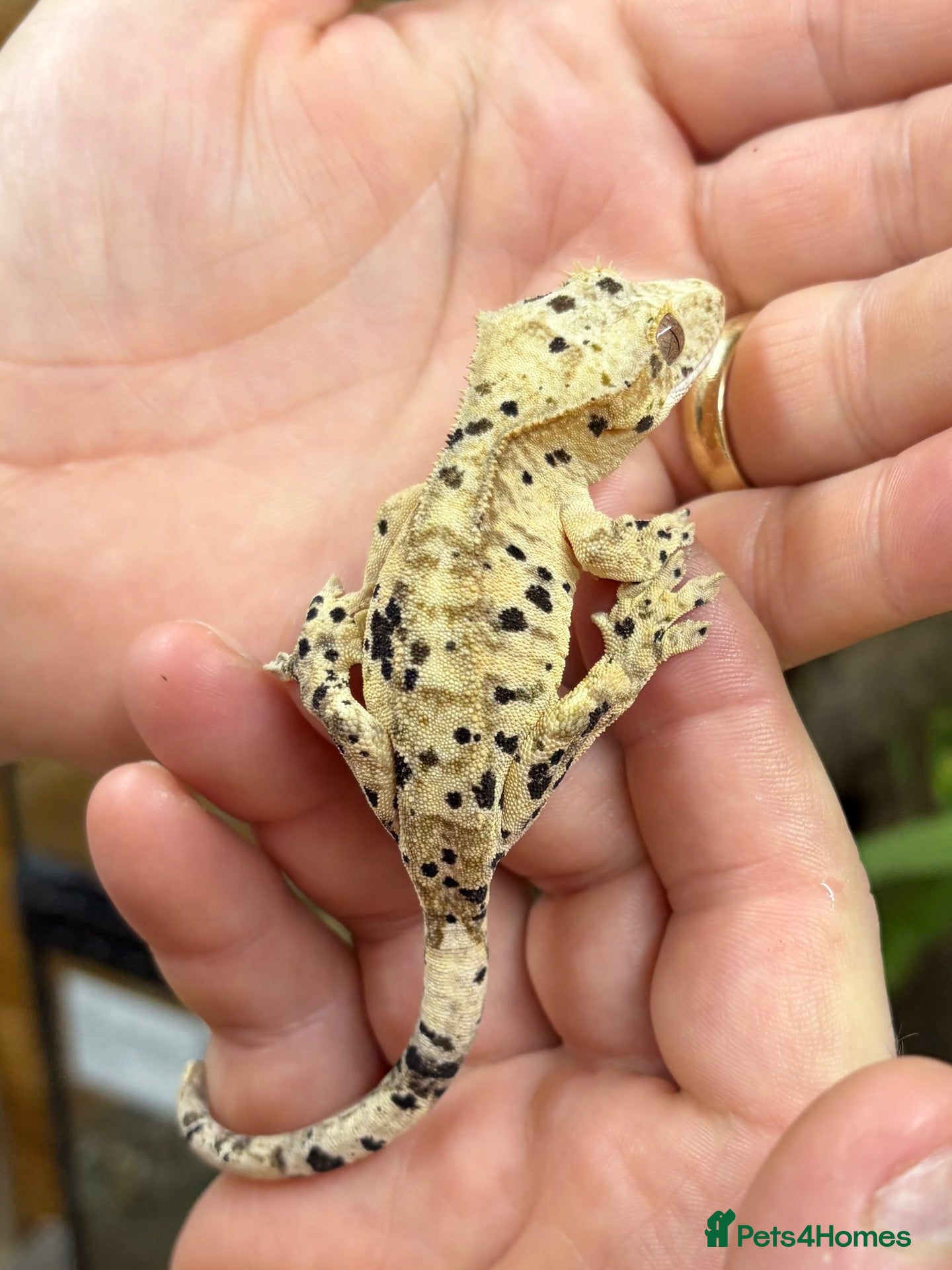 Gecko reptiles Multiple Ink blotch super dalmation crested gecko - Advert 12