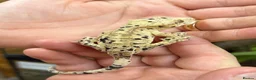 Gecko reptiles for sale: Ink blotch super dalmation crested geckos - Advert 2
