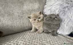 British Shorthair cats for sale: 🔥 BRITISH SHORTHAIR KITTENS BLUE BLACK LILAC CHOC - Image 8