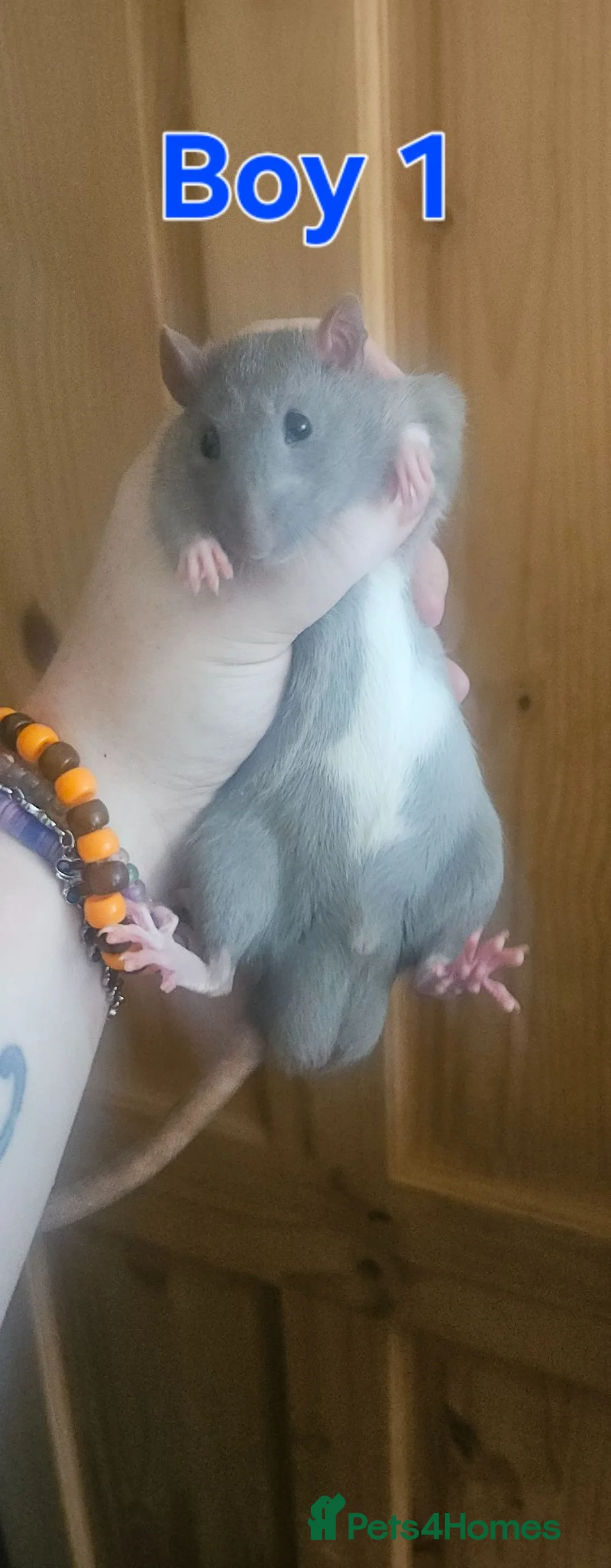 Rat rodents for sale: Young rats for sale - Advert 2