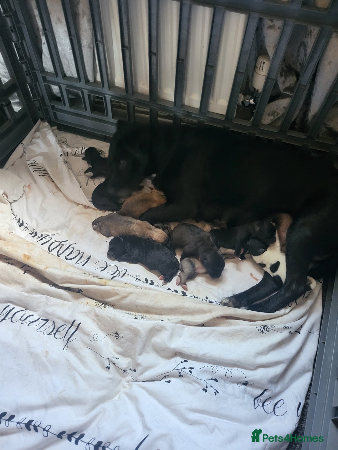 Mixed Breed dogs for sale: 🐾 Adorable Jackaranian Puppies  🐾 - Image 11