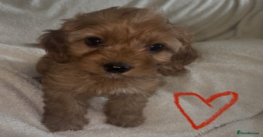 Cavapoo dogs - Advert 1