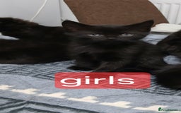 Mixed Breed cats for sale: Beautiful  kitten for sale  - Image 8