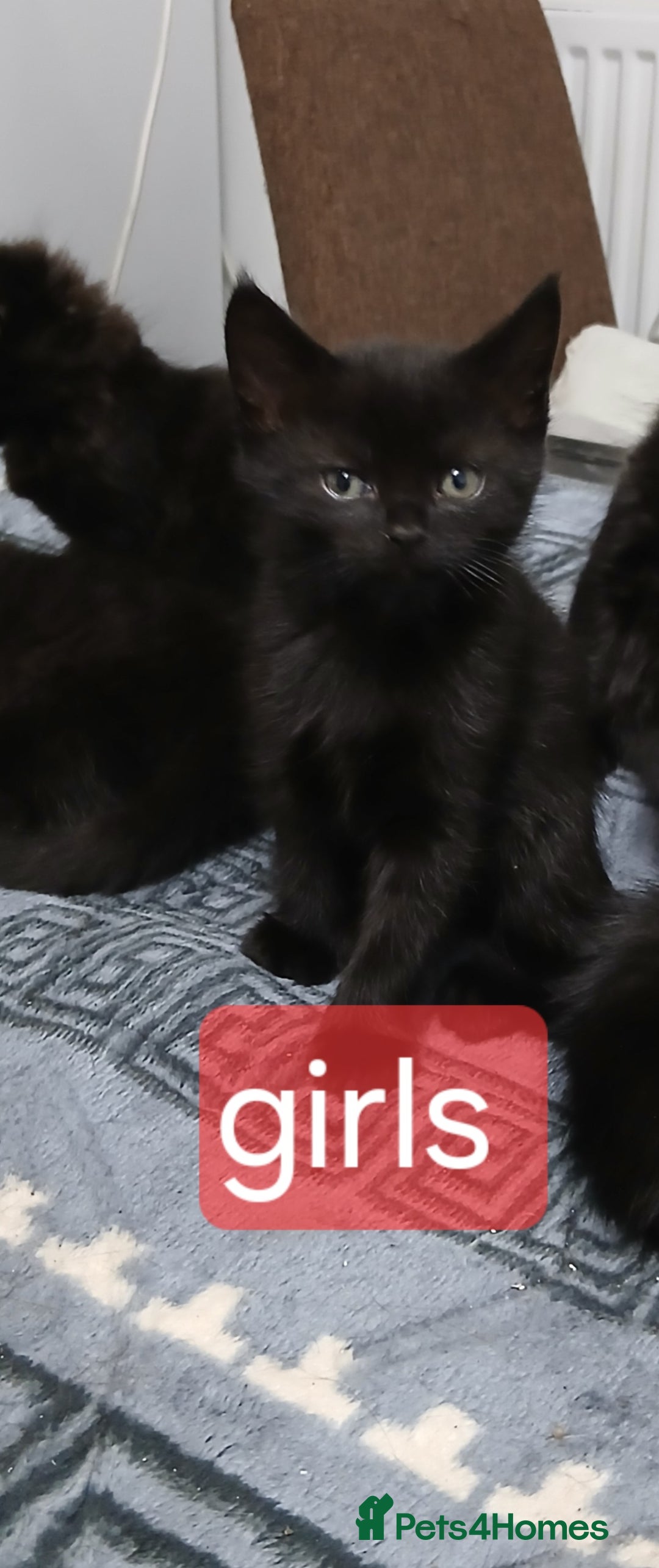 Mixed Breed cats for sale: Beautiful  kitten for sale  - Image 8