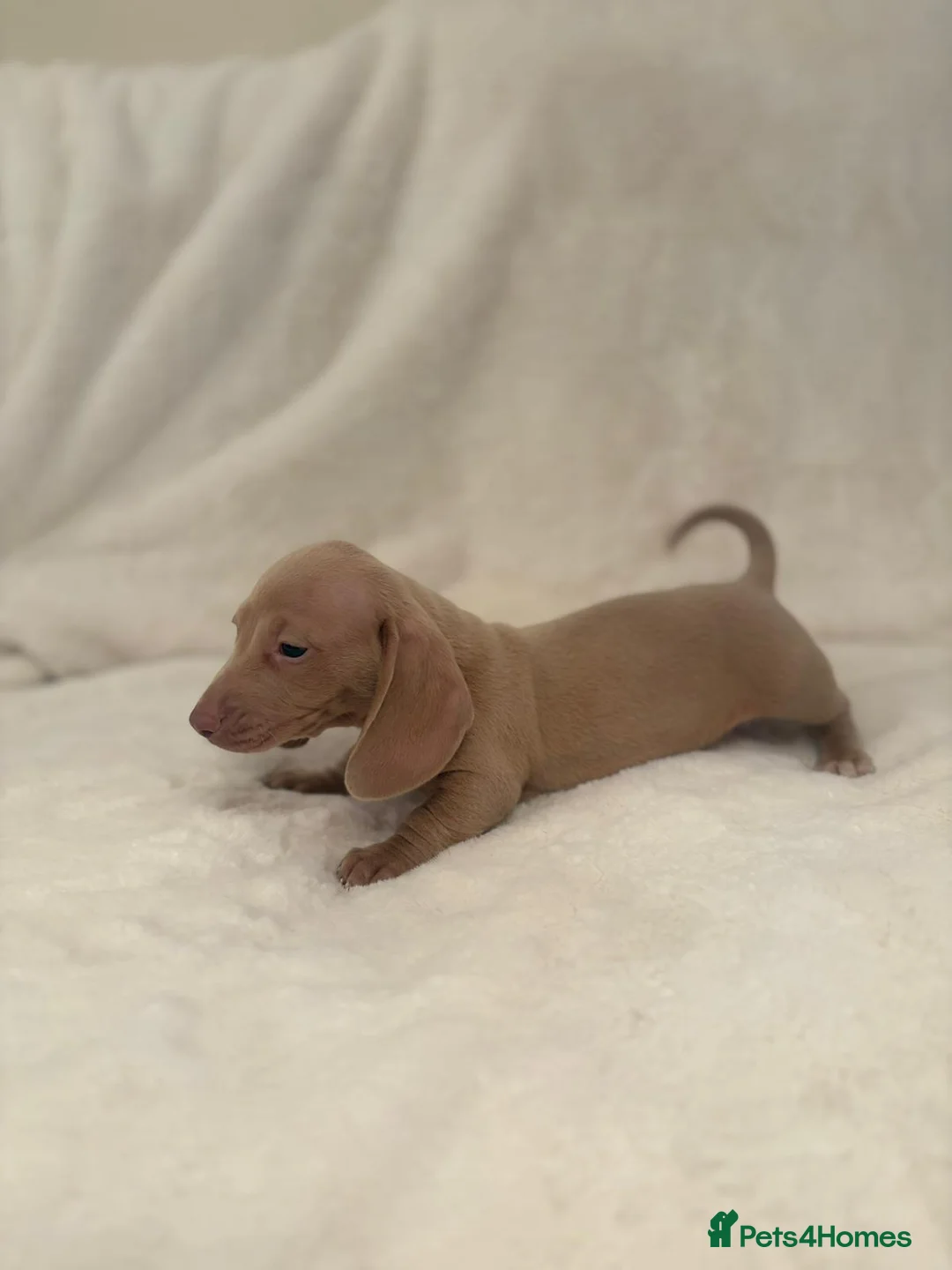 Miniature Dachshund dogs for sale: Beautiful babbies - Advert 18