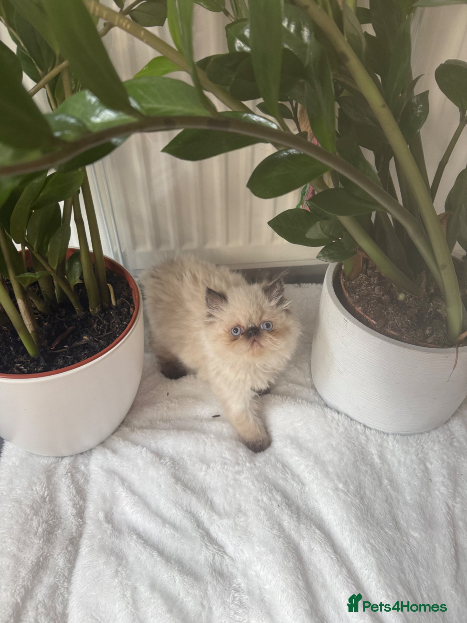 Persian cats Persian Kittens looking for a new home. - Advert 1