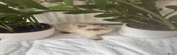 Persian cats for sale: Persian Kittens looking for a new home. - Advert 1