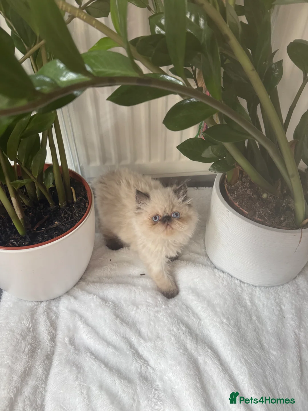 Persian cats for sale: Persian Kittens looking for a new home. - Advert 1