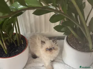Persian cats Persian Kittens looking for a new home. - Advert 15