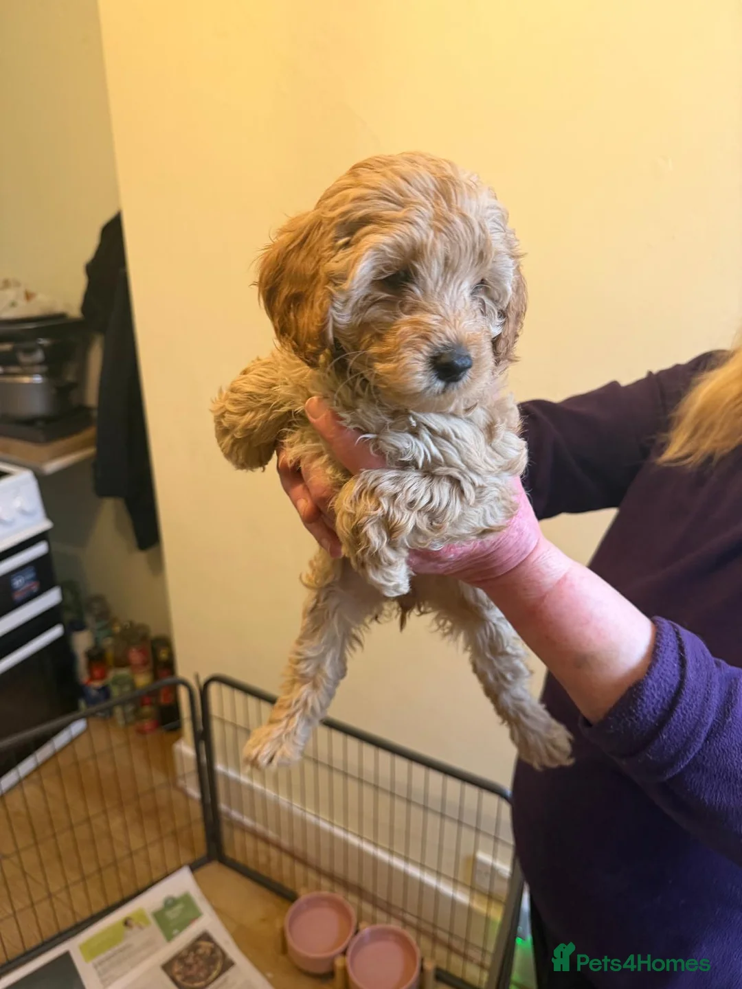 Cavapoo dogs for sale: Cavapoos F1B  For  Sale  - Advert 6