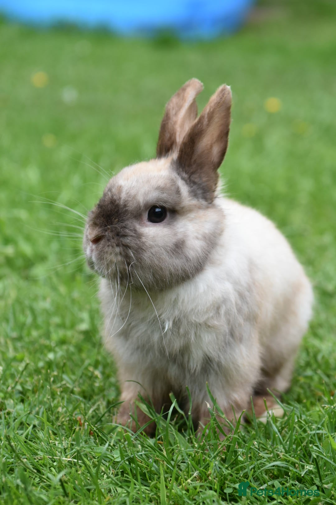 Netherland Dwarf rabbits ⭐️ CARAMEL Looking for new home ⭐️ - Advert 1