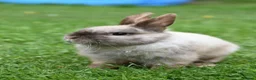 Netherland Dwarf rabbits for sale: ⭐️ CARAMEL Looking for new home ⭐️ - Advert 2