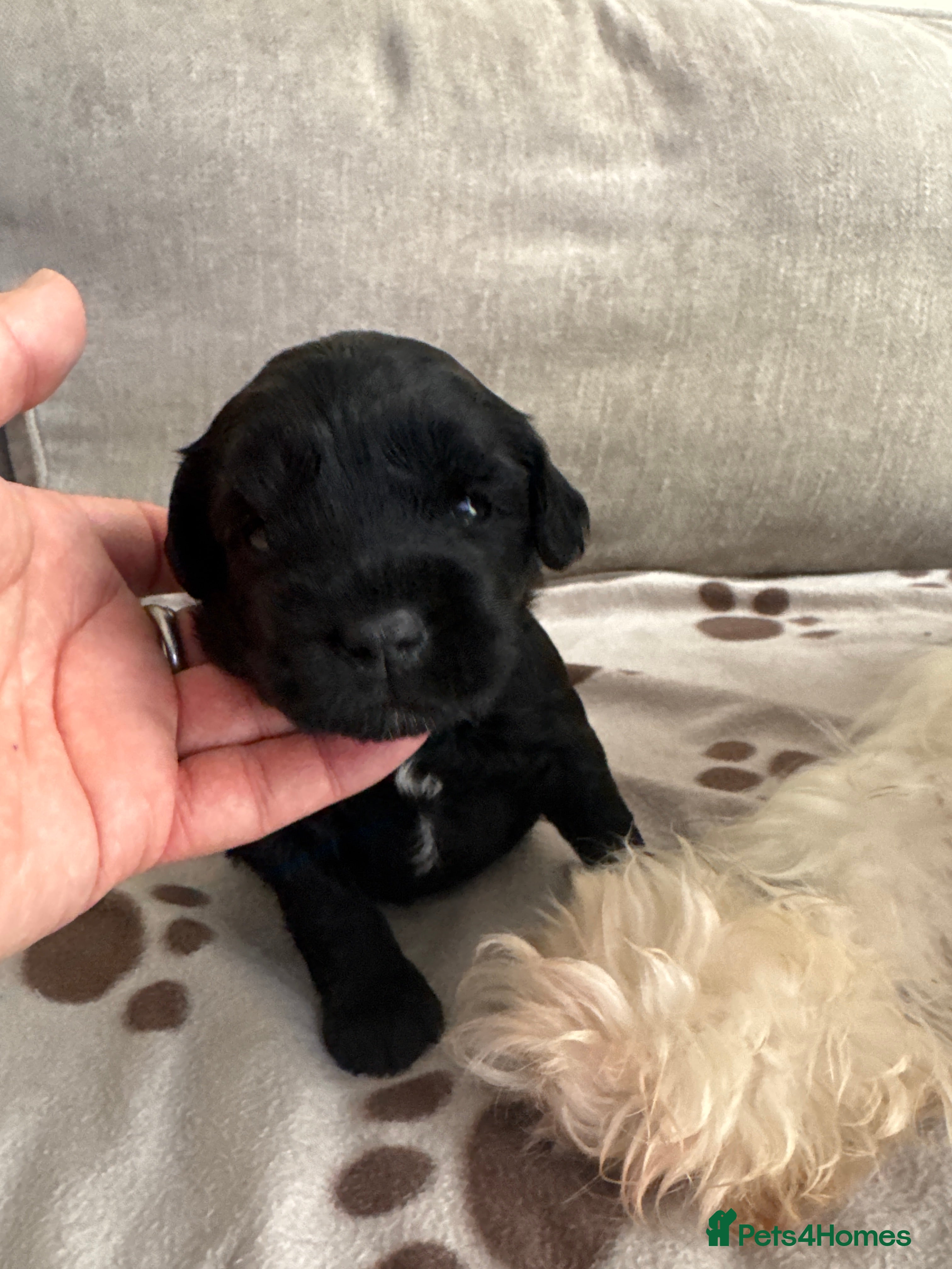 Mixed Breed dogs Springer-Poo puppies - Advert 2