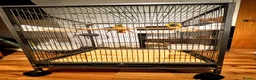 Budgerigars birds for sale: BABY BUDGIES WITH CAGE & ACCESSORIES – £60 ONO 🐦 in Telford - Advert 3