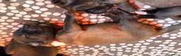 Mixed Breed dogs for sale: Tibetan Saints Puppies - Second Generation  in Bedford - Advert 7