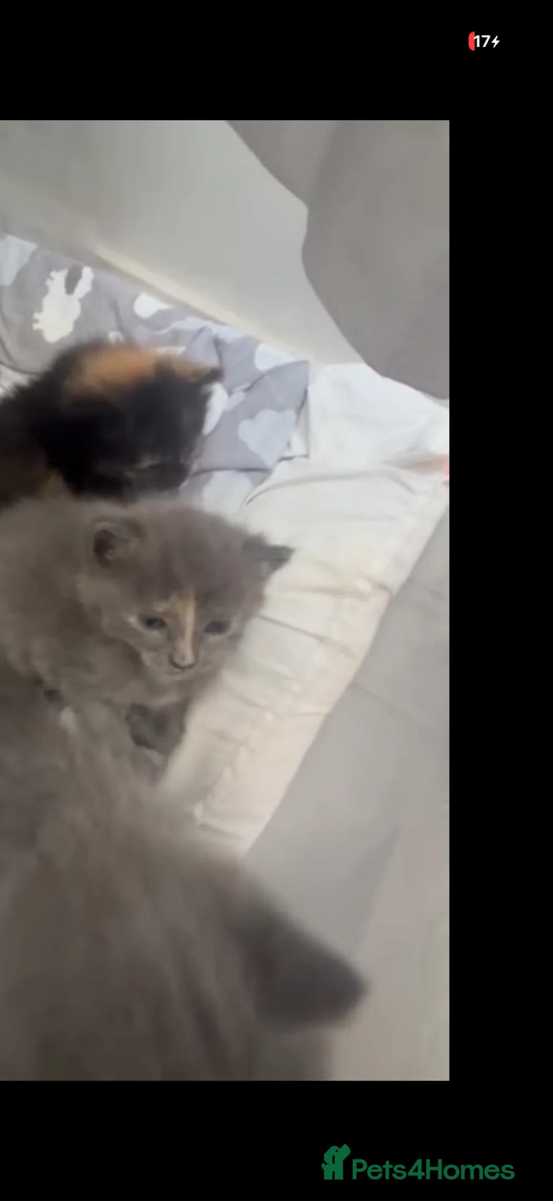 Ragdoll cats for sale: Gorgeous kittens 🐱  in Crawley - Advert 2