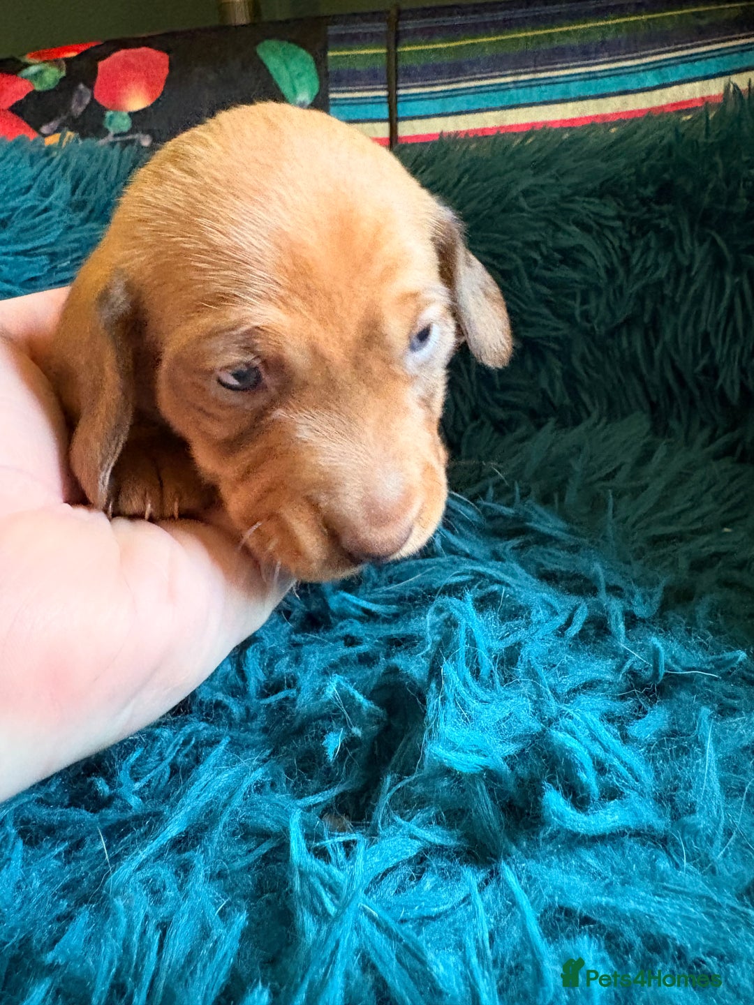 Dachshund dogs for sale: Miniature Smooth Haired Dachshunds  - Advert 9