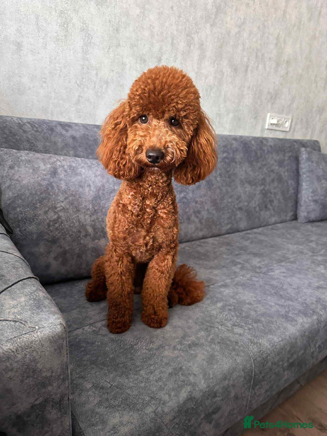 Cockapoo dogs for sale: Beautiful cockapoo girl pup - Advert 14